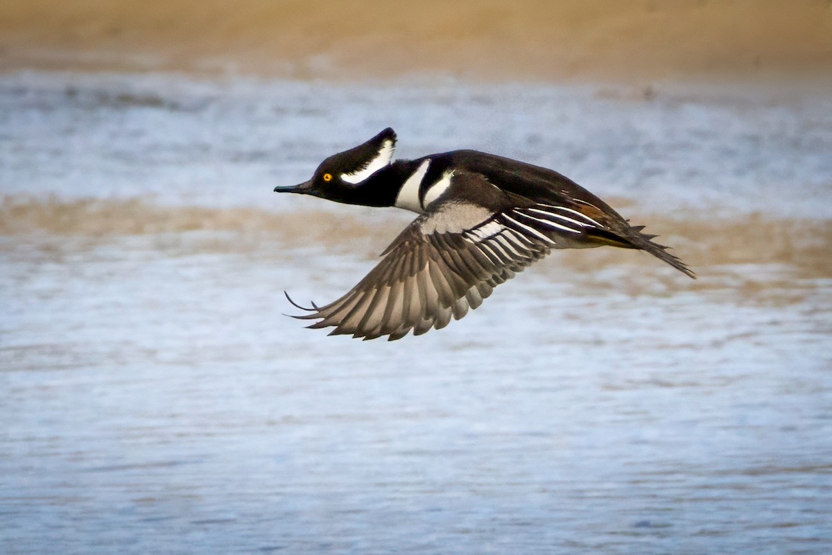 Hooded Merganser - ML645363023