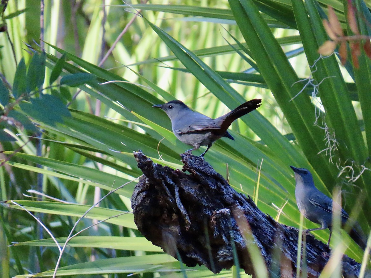 Gray Catbird - ML645363024