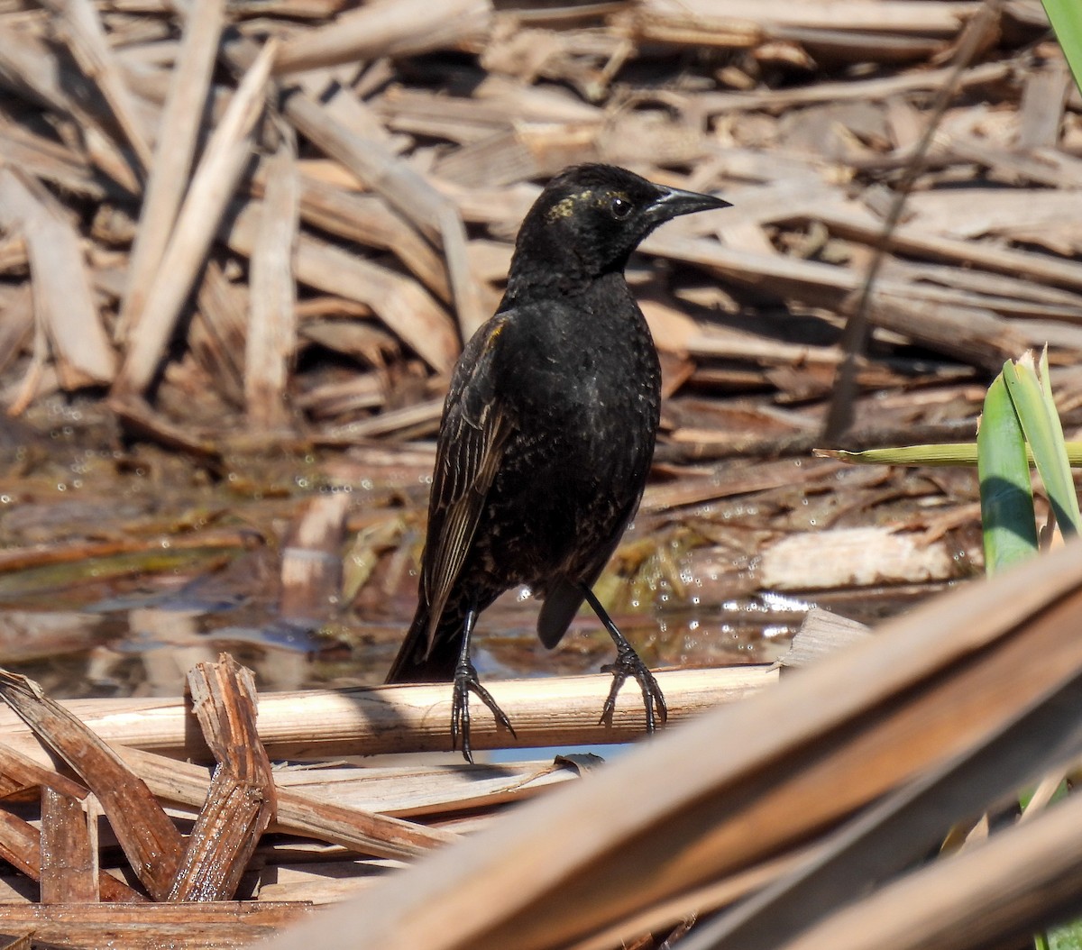 Varillero Aliamarillo - ML645363025