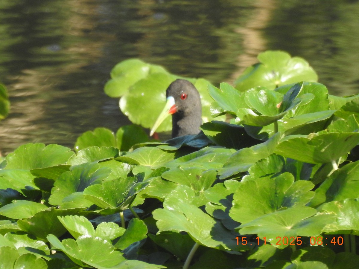Plumbeous Rail - ML645363026