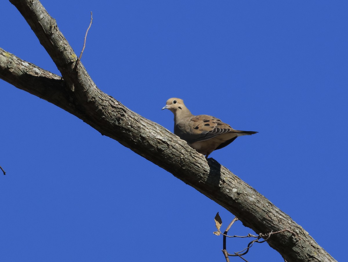 Mourning Dove - ML645363027