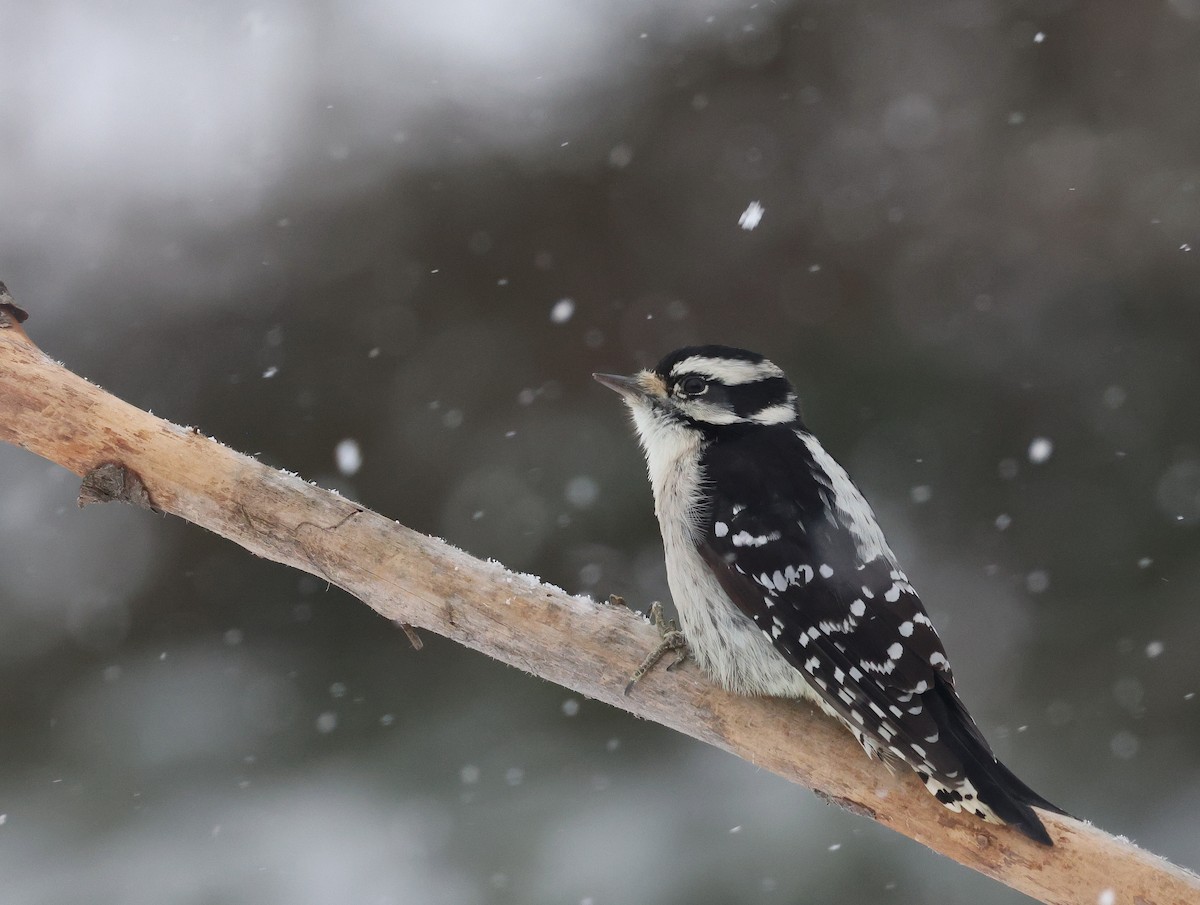Downy Woodpecker - ML645363031