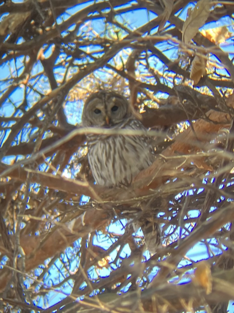 puštík proužkovaný - ML645363033