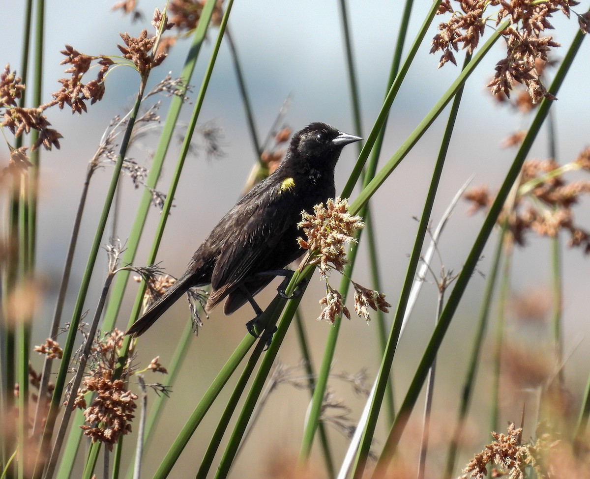 Varillero Aliamarillo - ML645363036