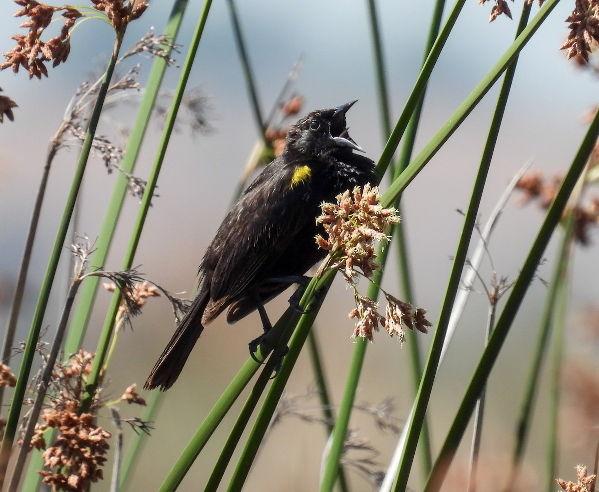 Varillero Aliamarillo - ML645363037