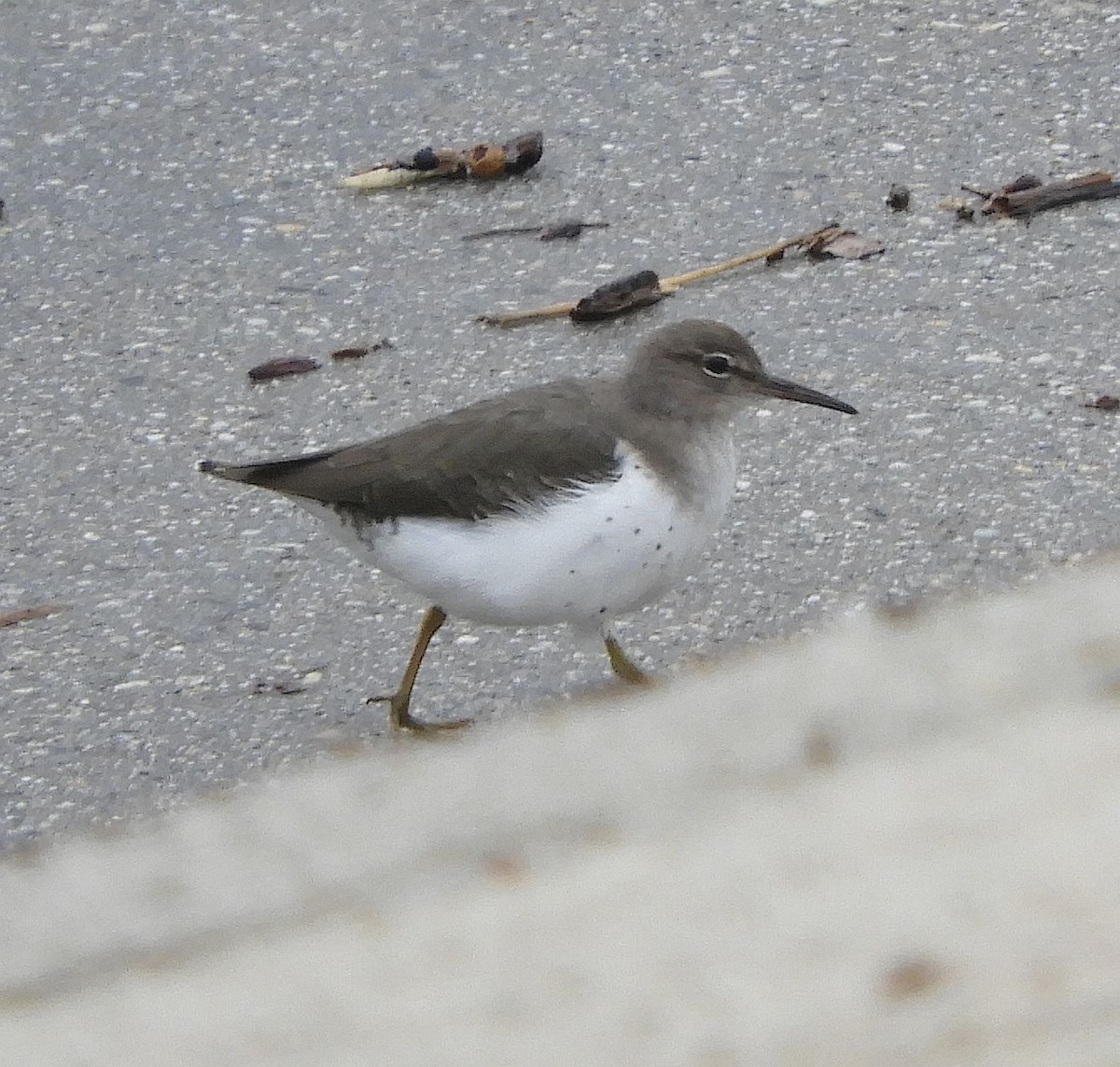 Spotted Sandpiper - ML645363040