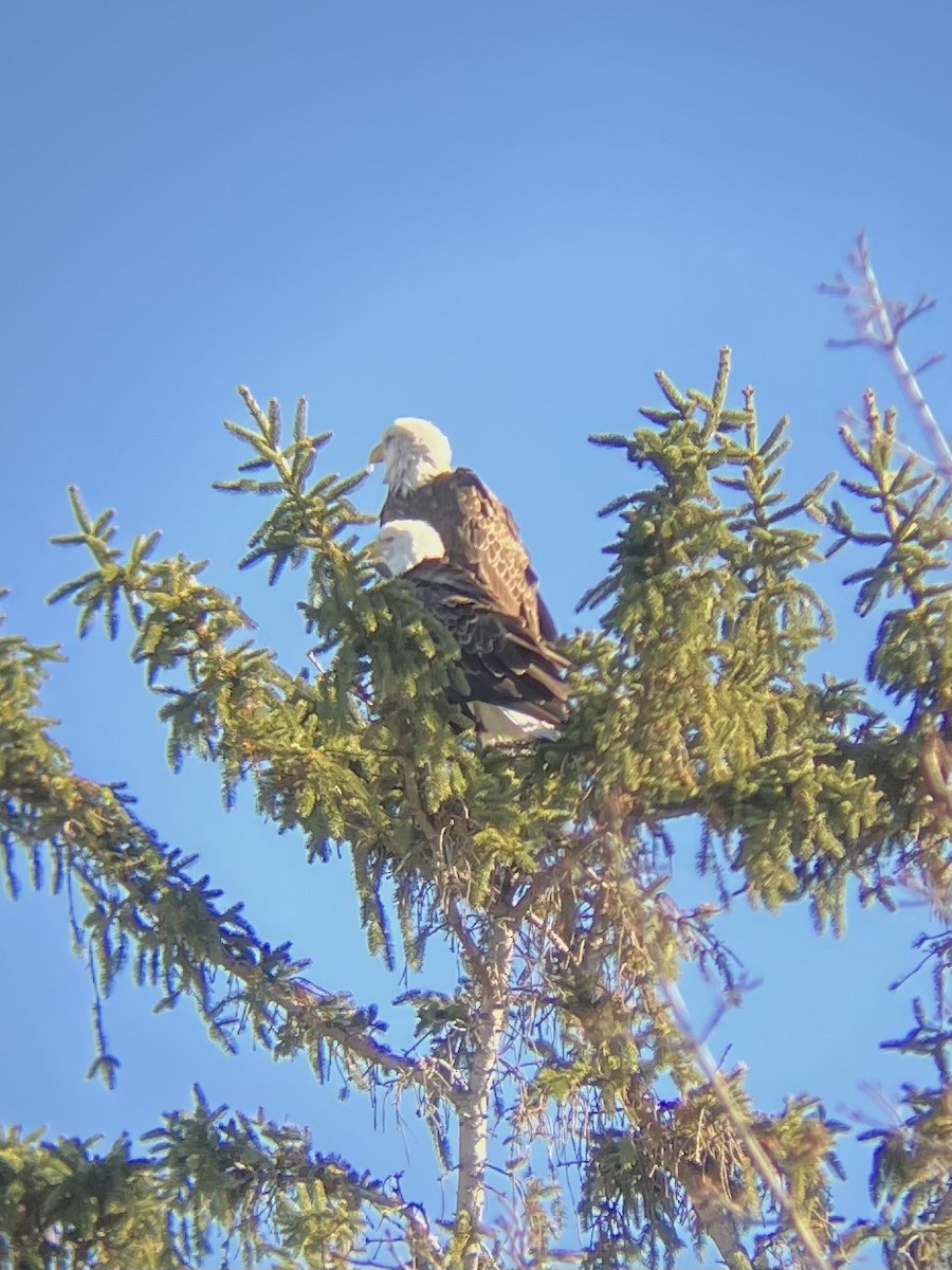 orel bělohlavý - ML645363042