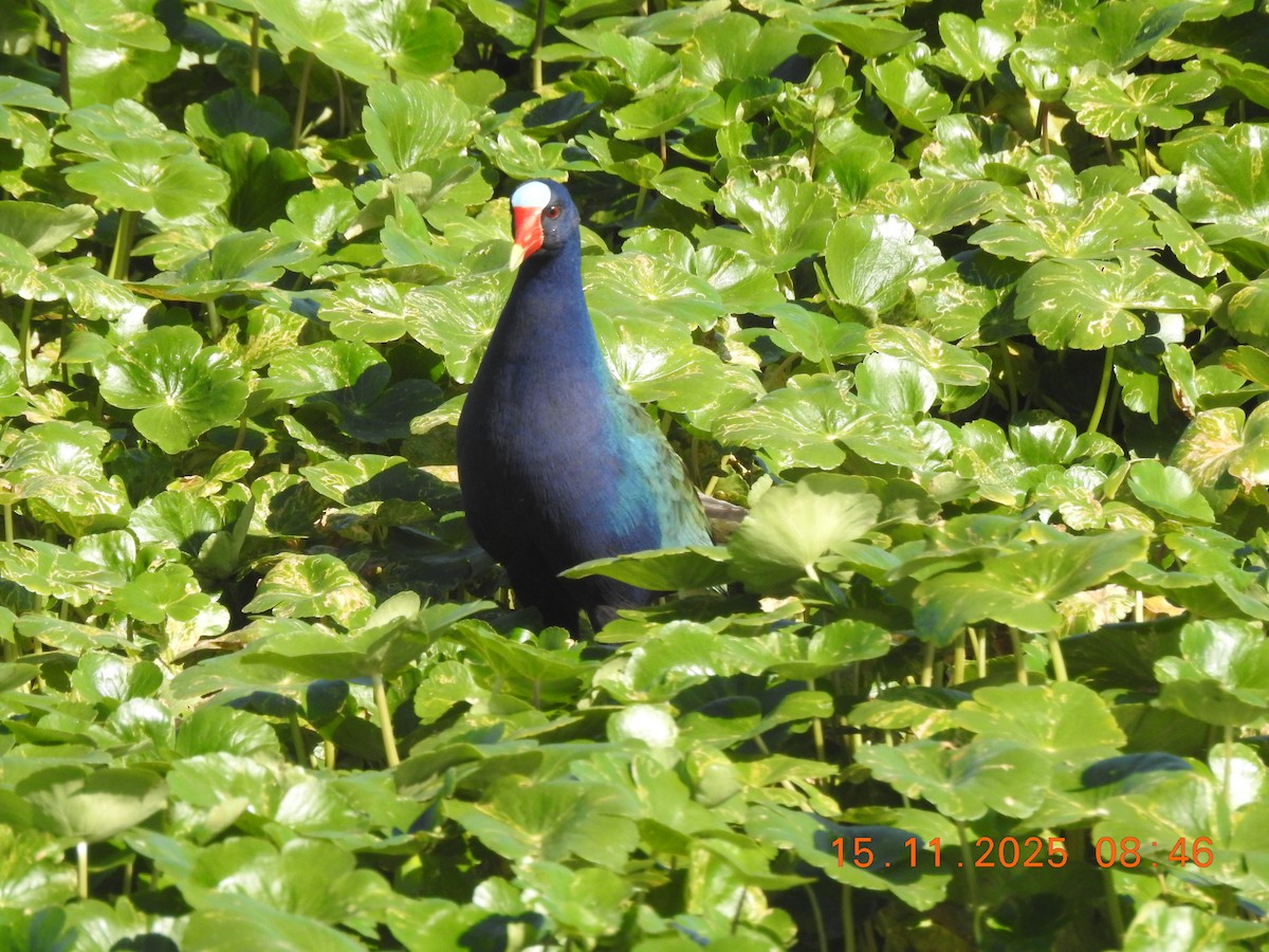 Малая султанка - ML645363052