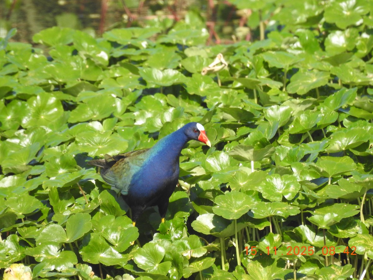 Малая султанка - ML645363053