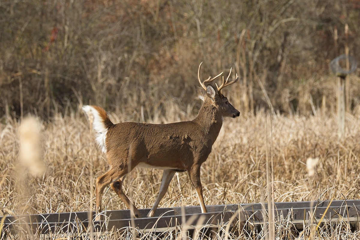 White-tailed Deer - ML645363073