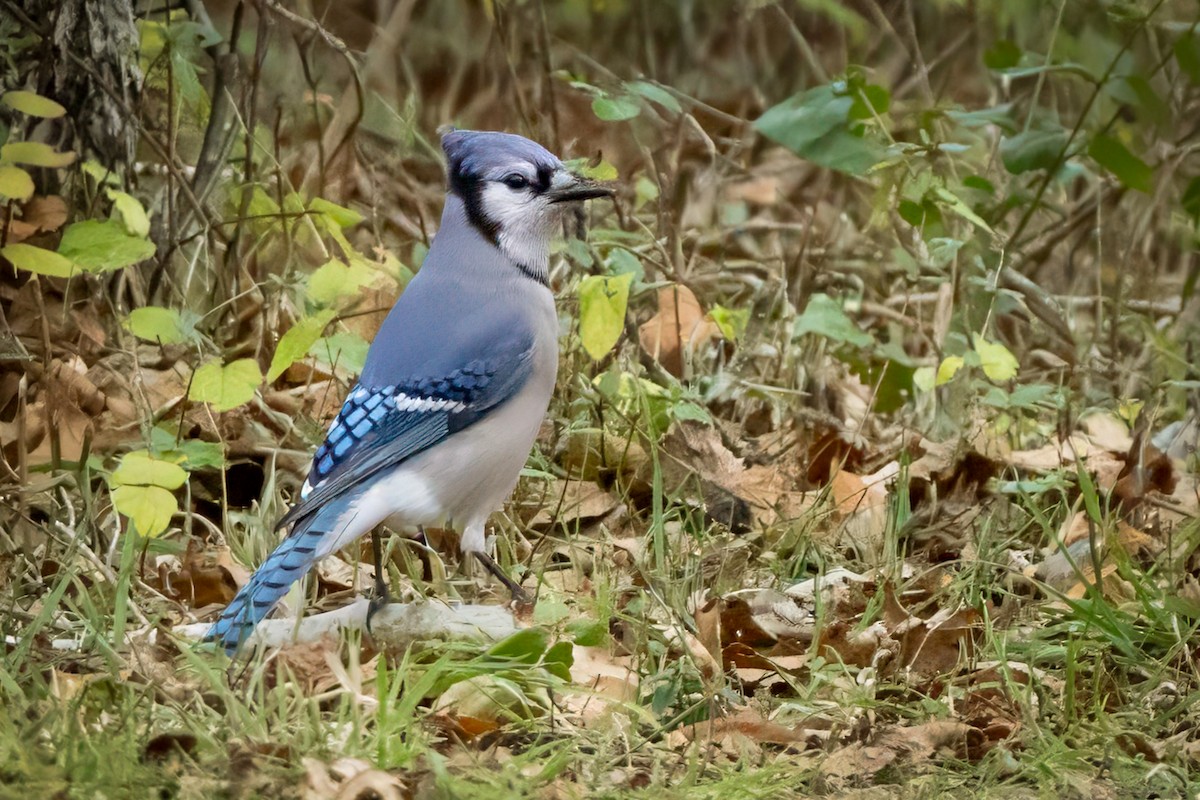 Blue Jay - ML645363075
