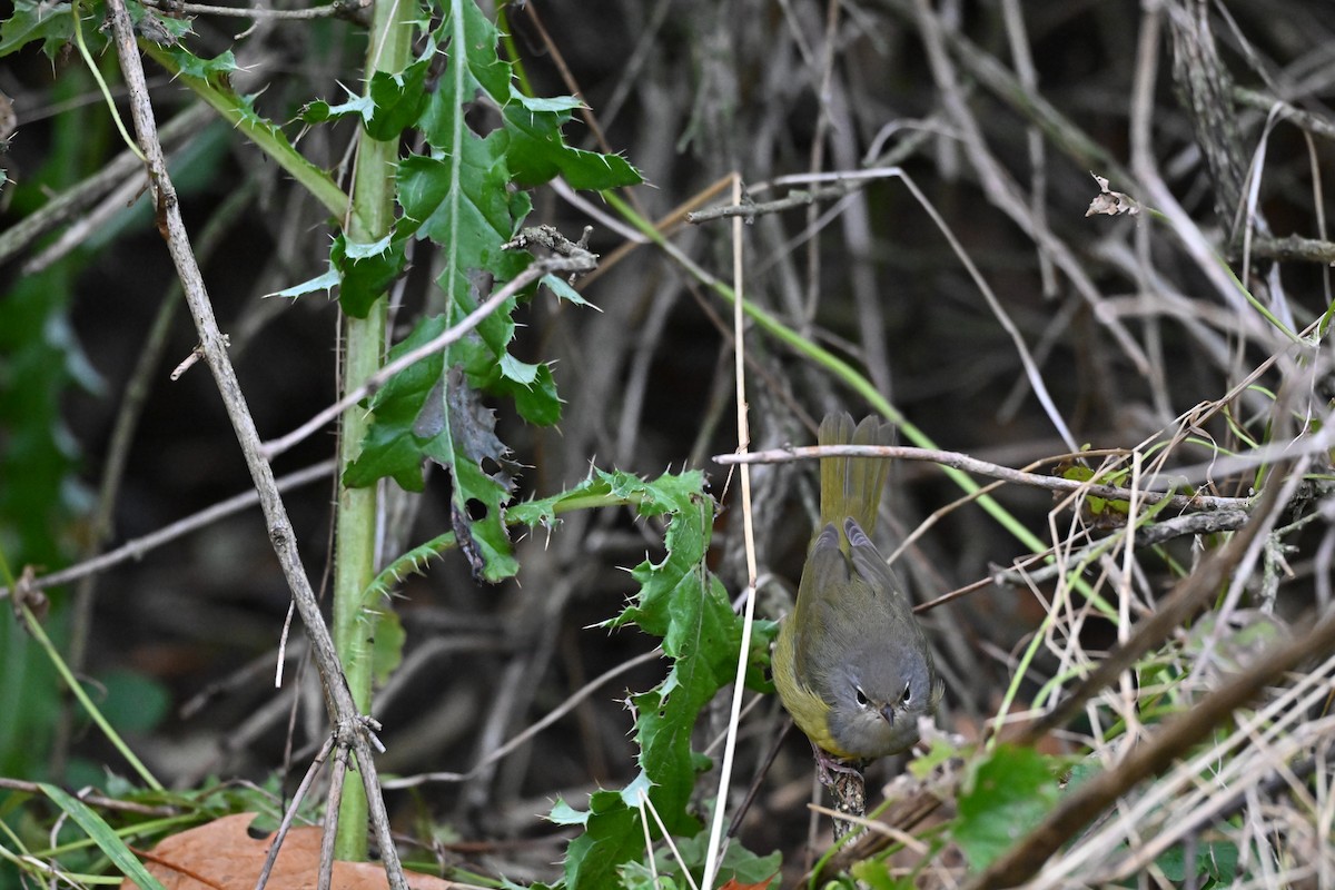 kjerrparula - ML645363079