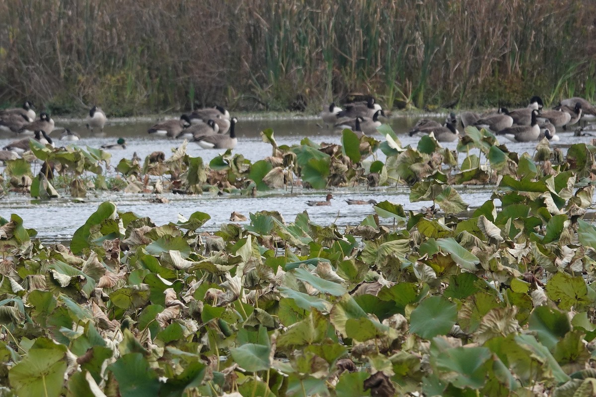 Eurasian Wigeon - ML645363081