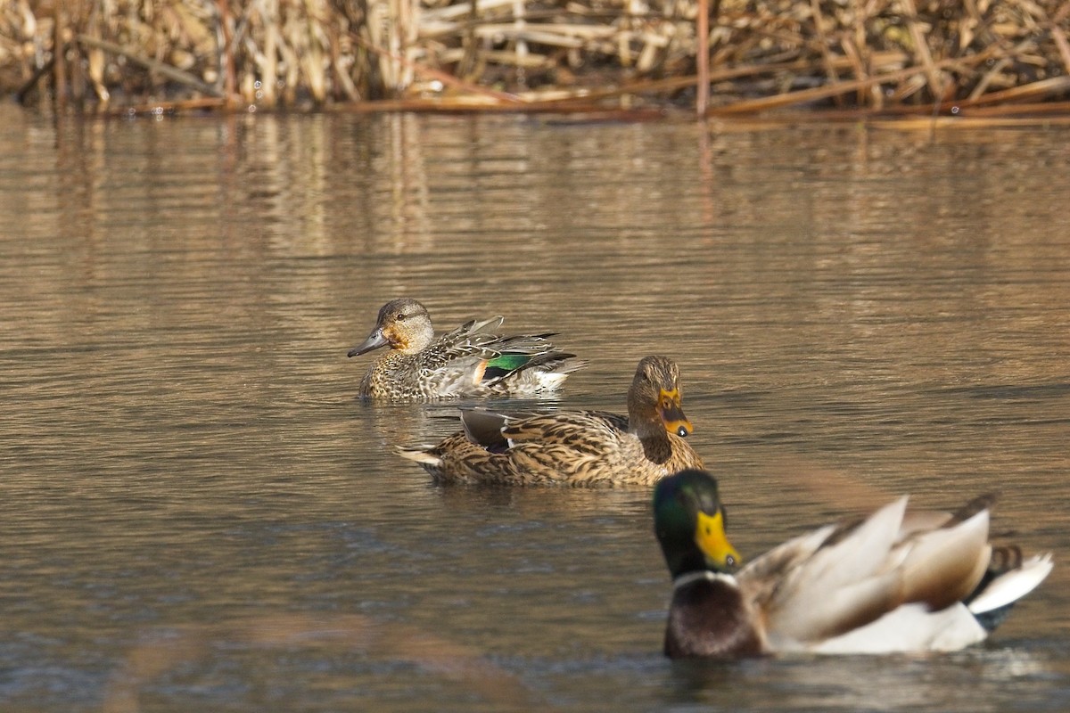 Ногоохон нугас - ML645363082