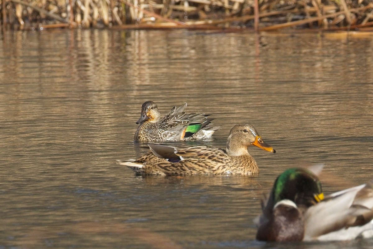 Ногоохон нугас - ML645363083