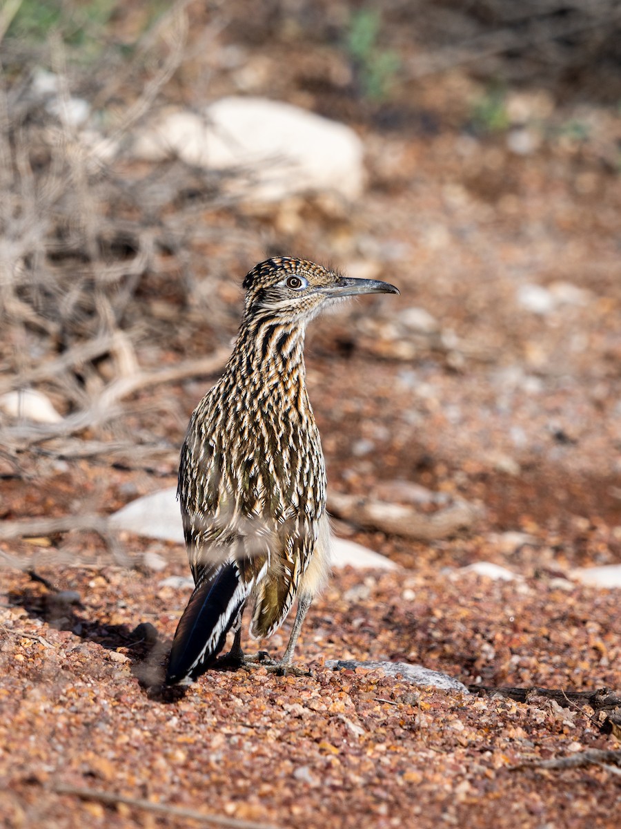 Greater Roadrunner - ML645363093