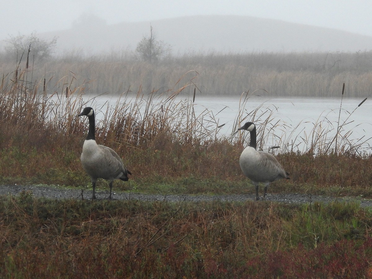Canada Goose - ML645363096