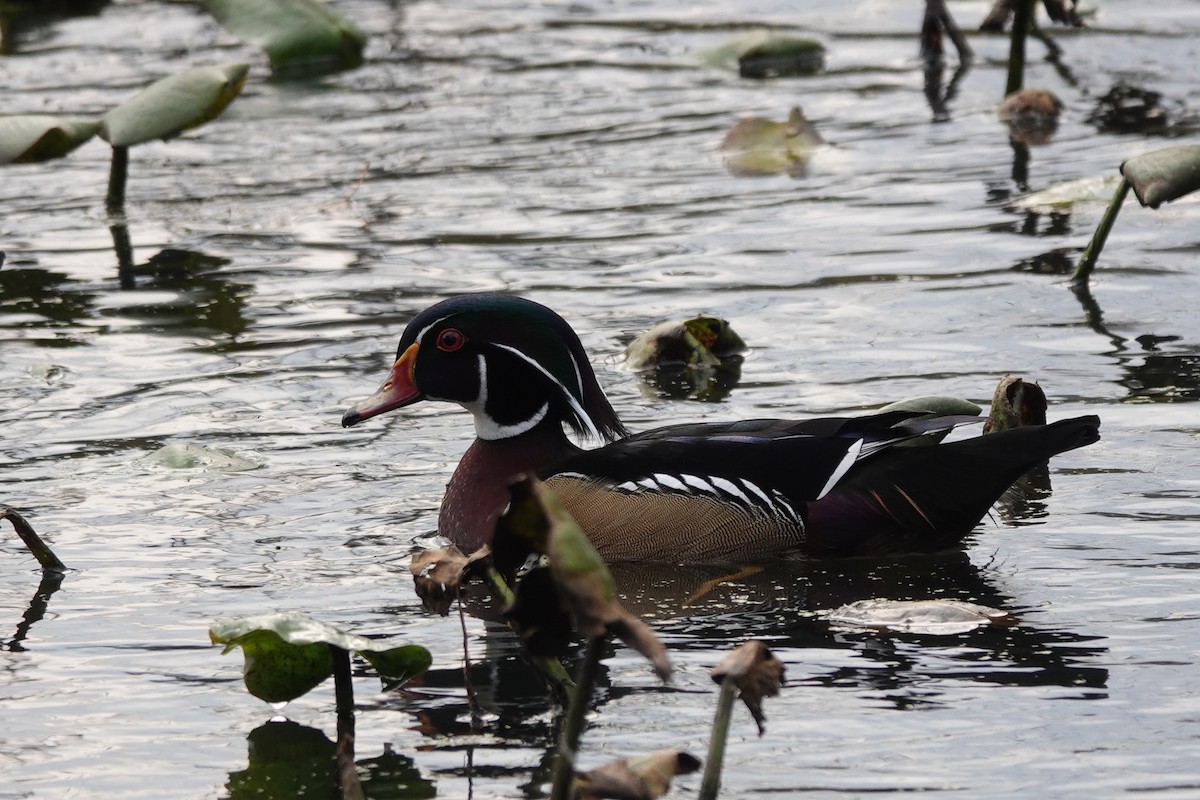 Wood Duck - ML645363101