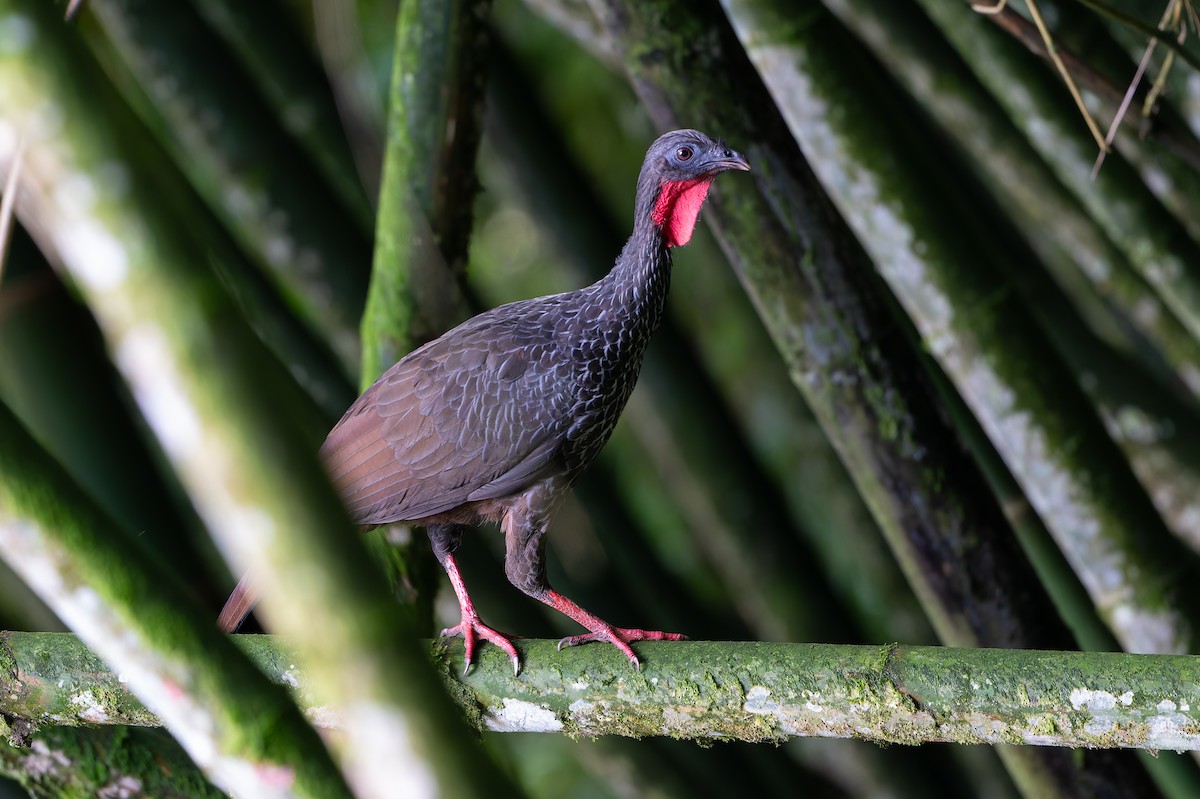 Pénélope du Cauca - ML645363103