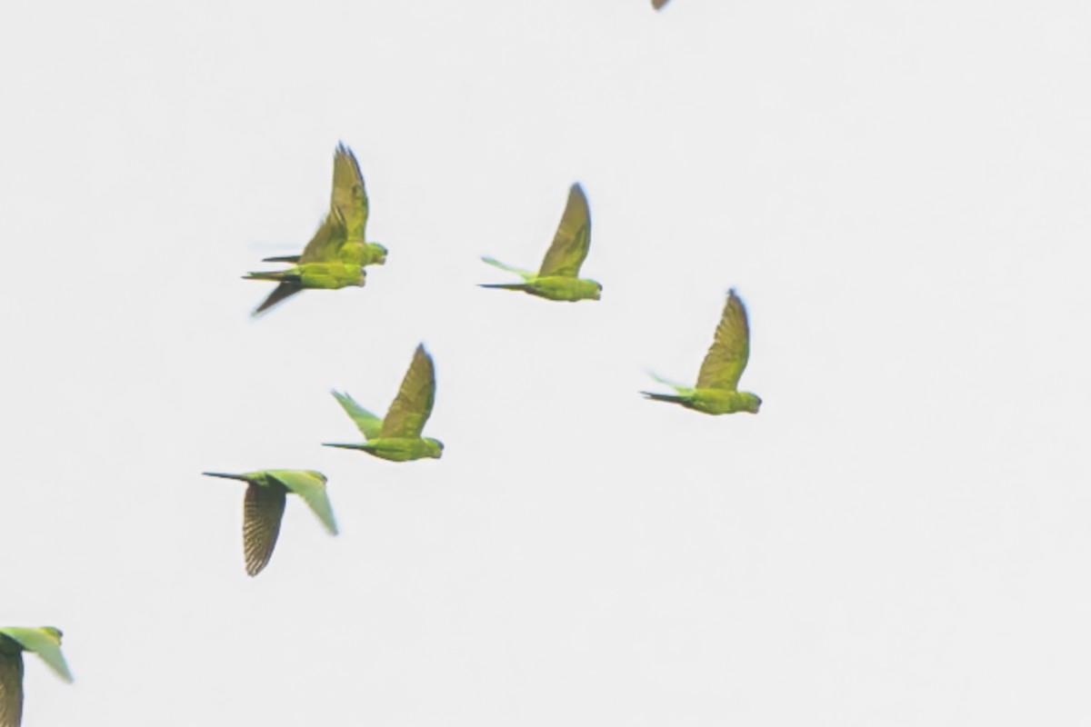 Scarlet-fronted Parakeet - ML645363112