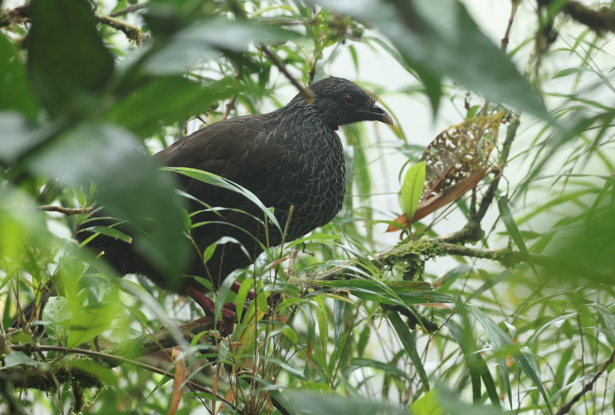 Пенелопа андська - ML645363119