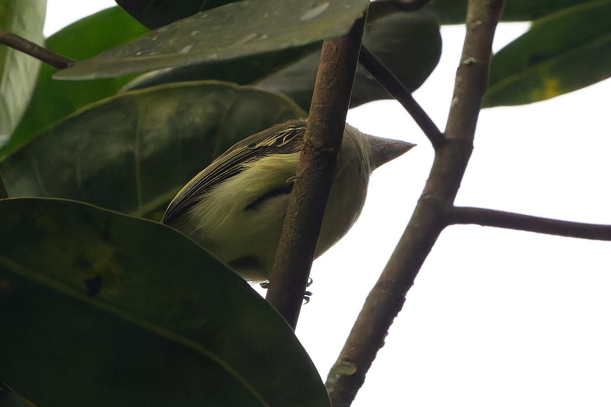 Желтоватый мухоед - ML645363130