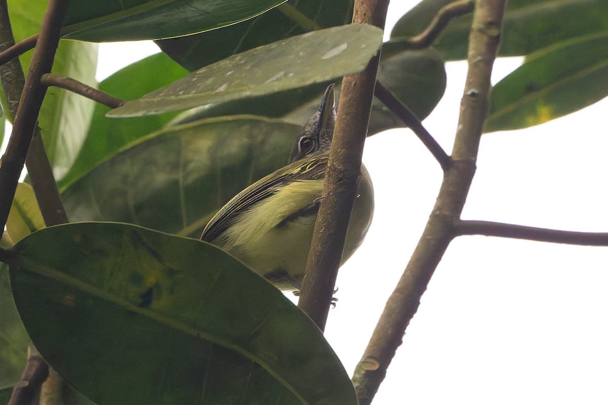 Желтоватый мухоед - ML645363131