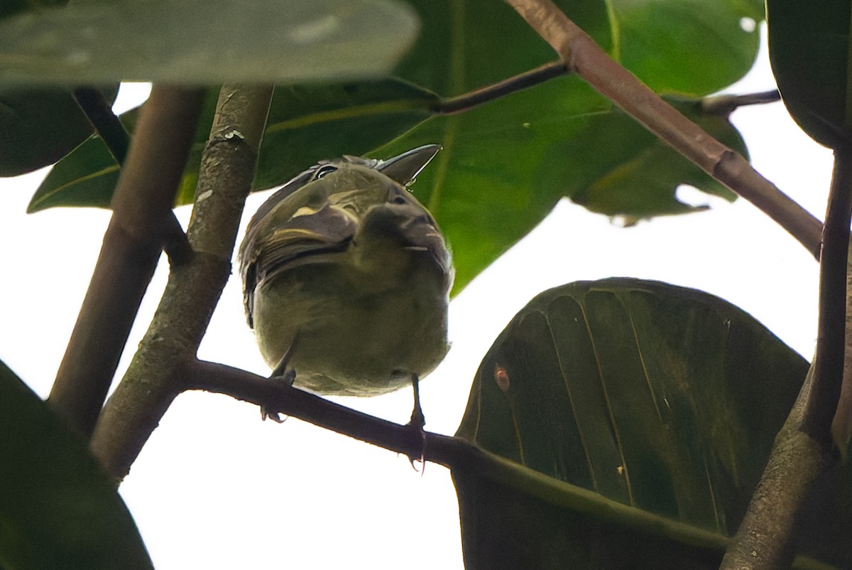 Желтоватый мухоед - ML645363132