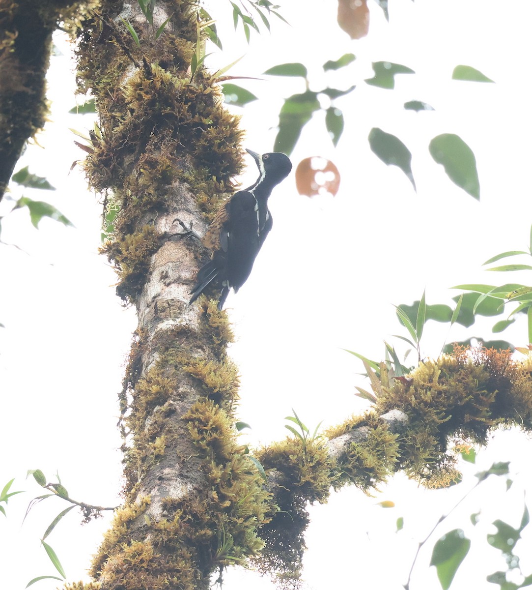 Рыжеполосый дятел - ML645363133