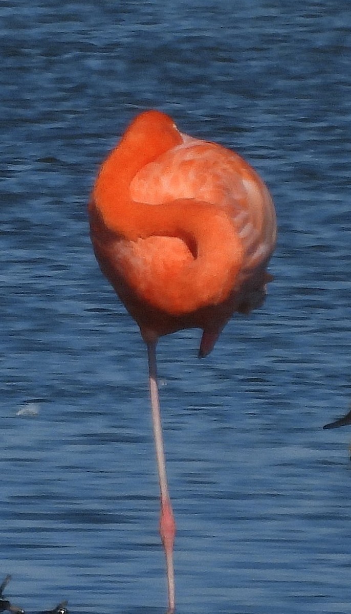Flamenco Rojo - ML645363172