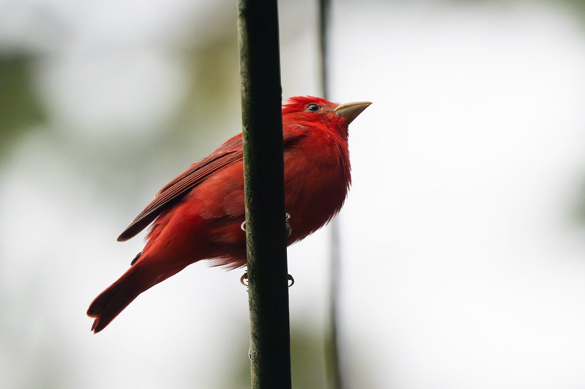 Алая пиранга - ML645363179