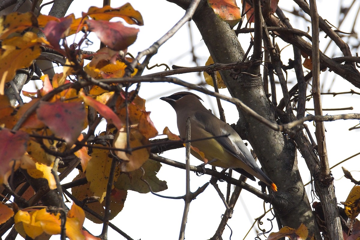 Cedar Waxwing - ML645363188