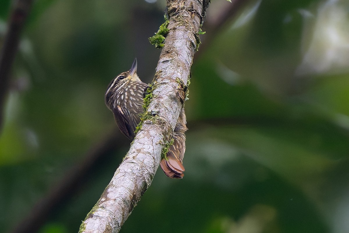 Рыжеватый долотоклюв - ML645363190