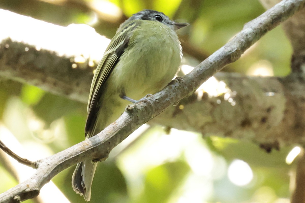 Marble-faced Bristle-Tyrant - ML645363191