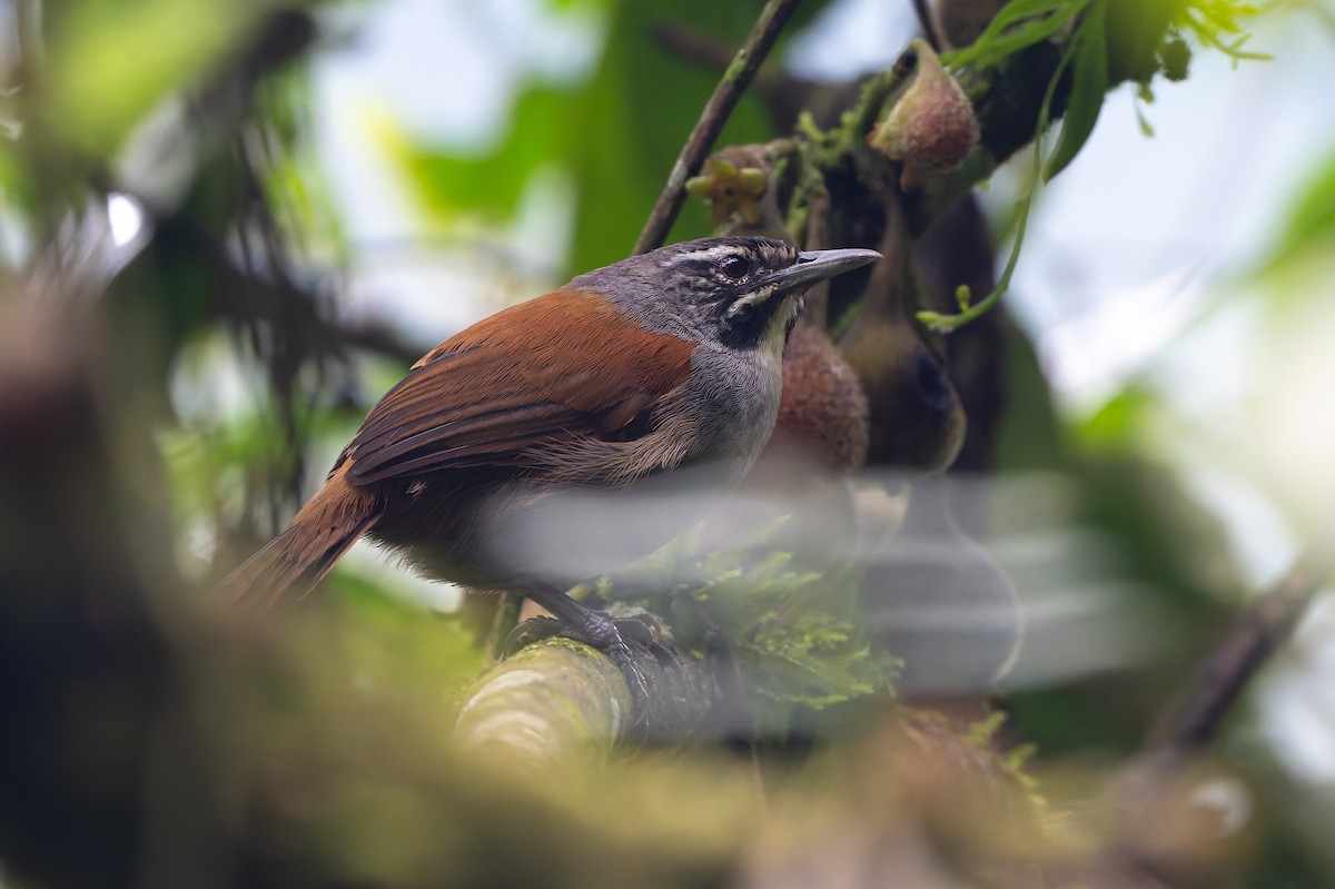 Бородатый крапивник - ML645363196