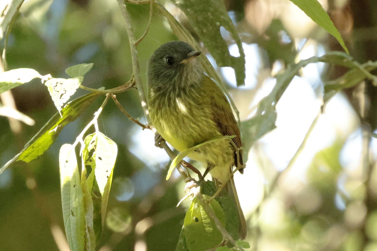 Streak-necked Flycatcher - ML645363197