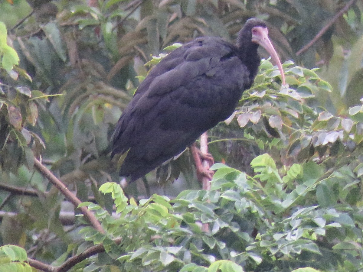 Bare-faced Ibis - ML645363198