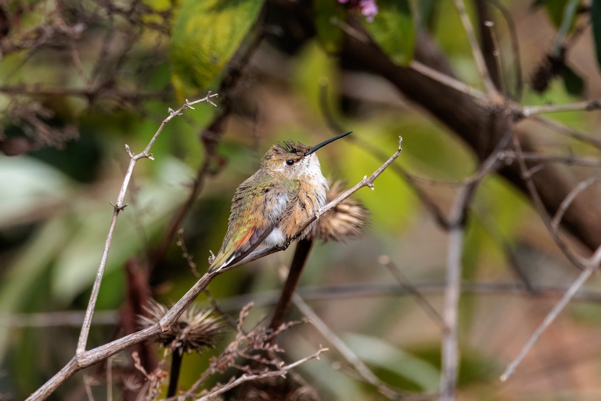 Rufous Hummingbird - ML645363202