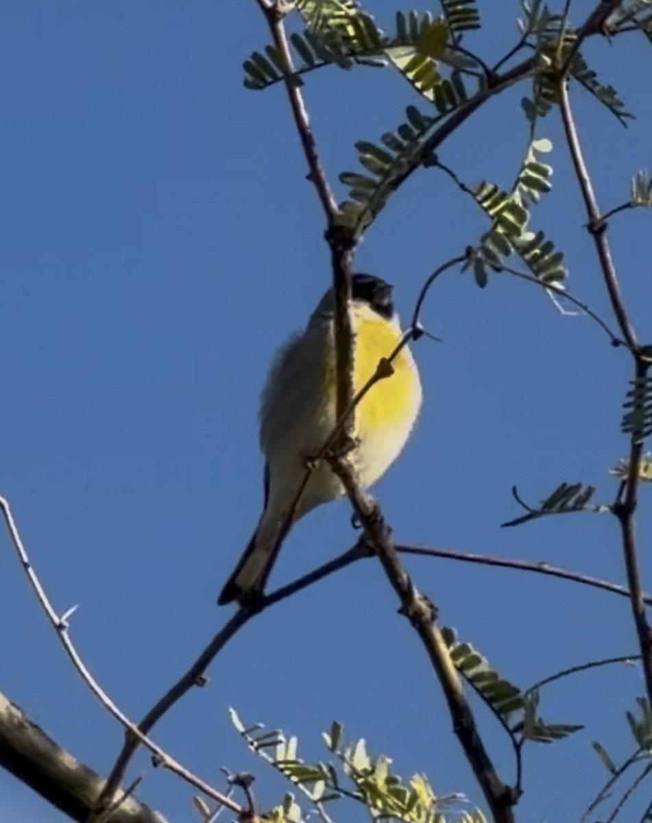 Lawrence's Goldfinch - ML645363205