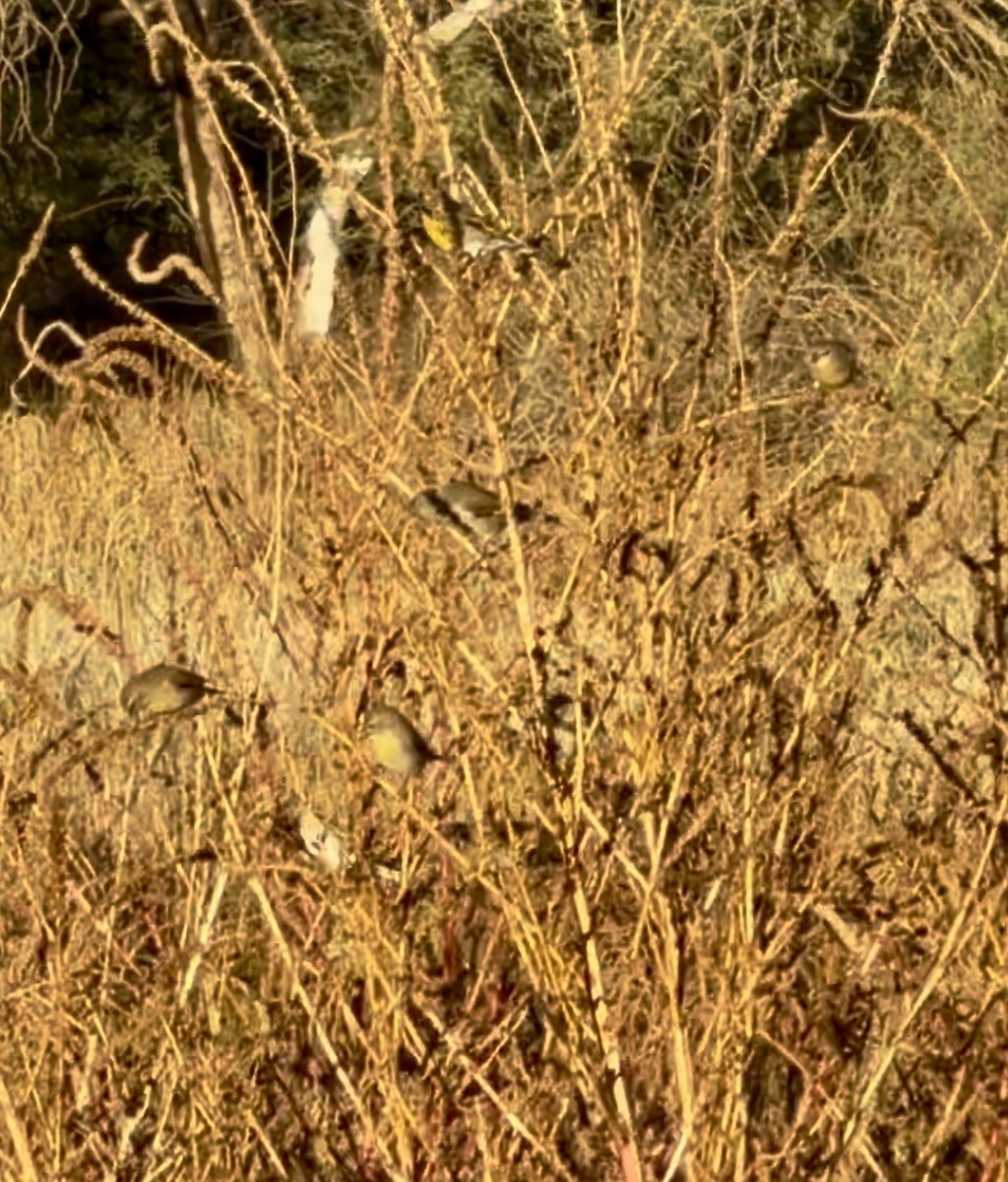 Lawrence's Goldfinch - ML645363206