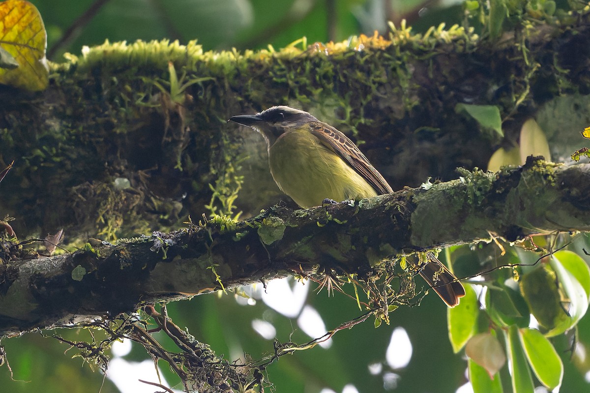 Златобрюхий бентеви - ML645363207