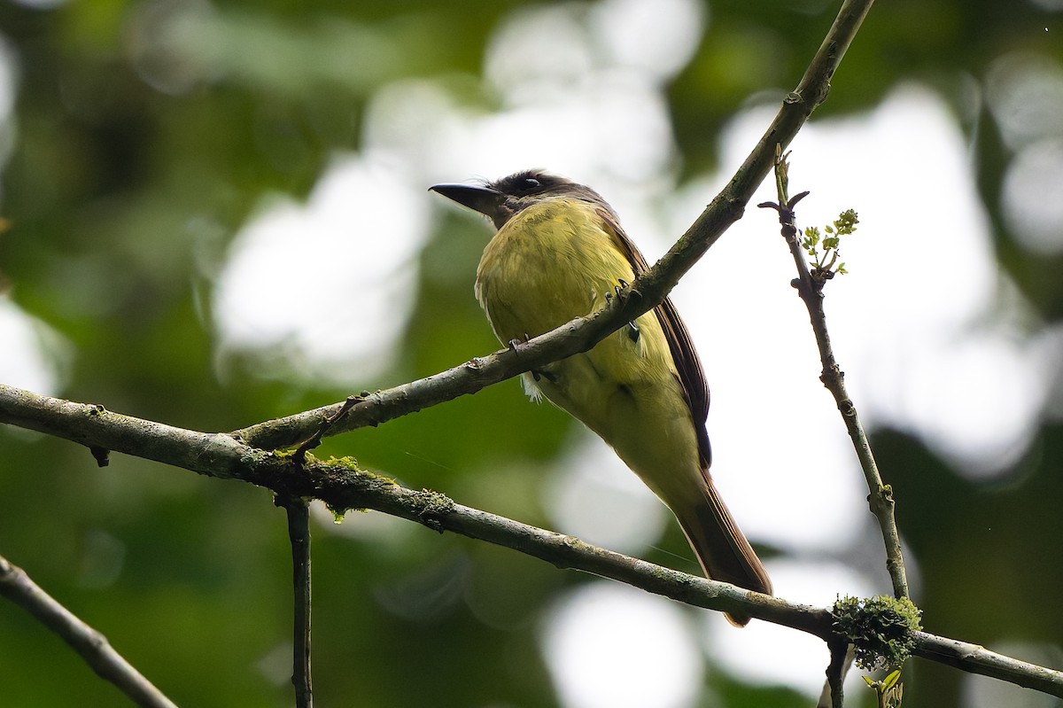 Златобрюхий бентеви - ML645363209