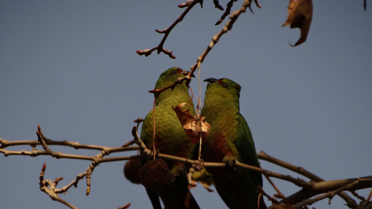 Austral Parakeet - ML64536321