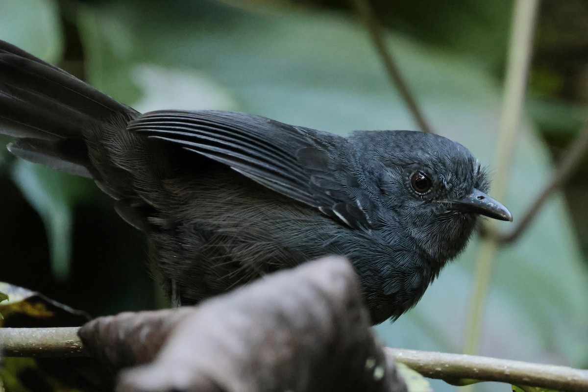 Blackish Antbird - ML645363210