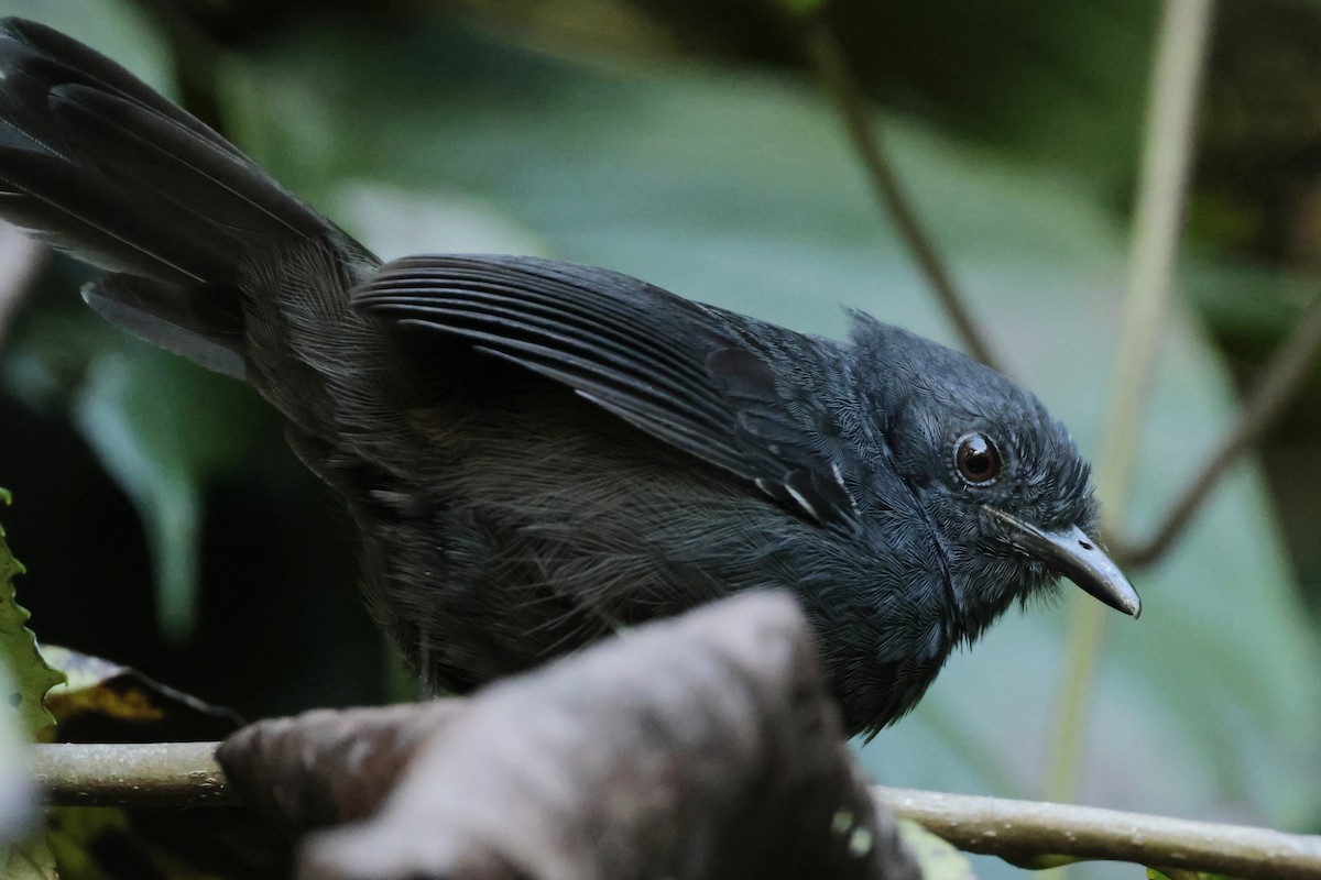 Blackish Antbird - ML645363211