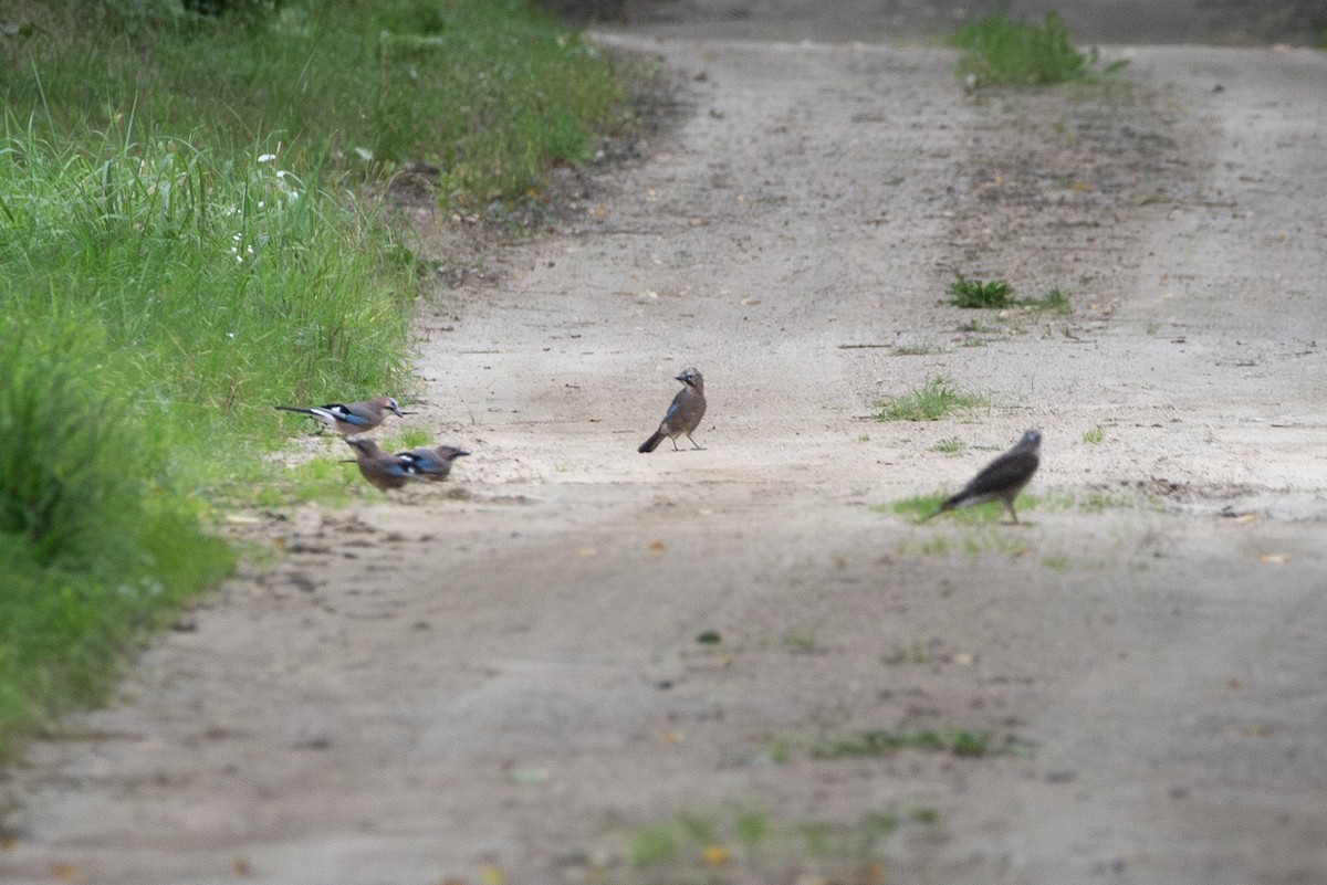 Eurasian Jay - ML645363213