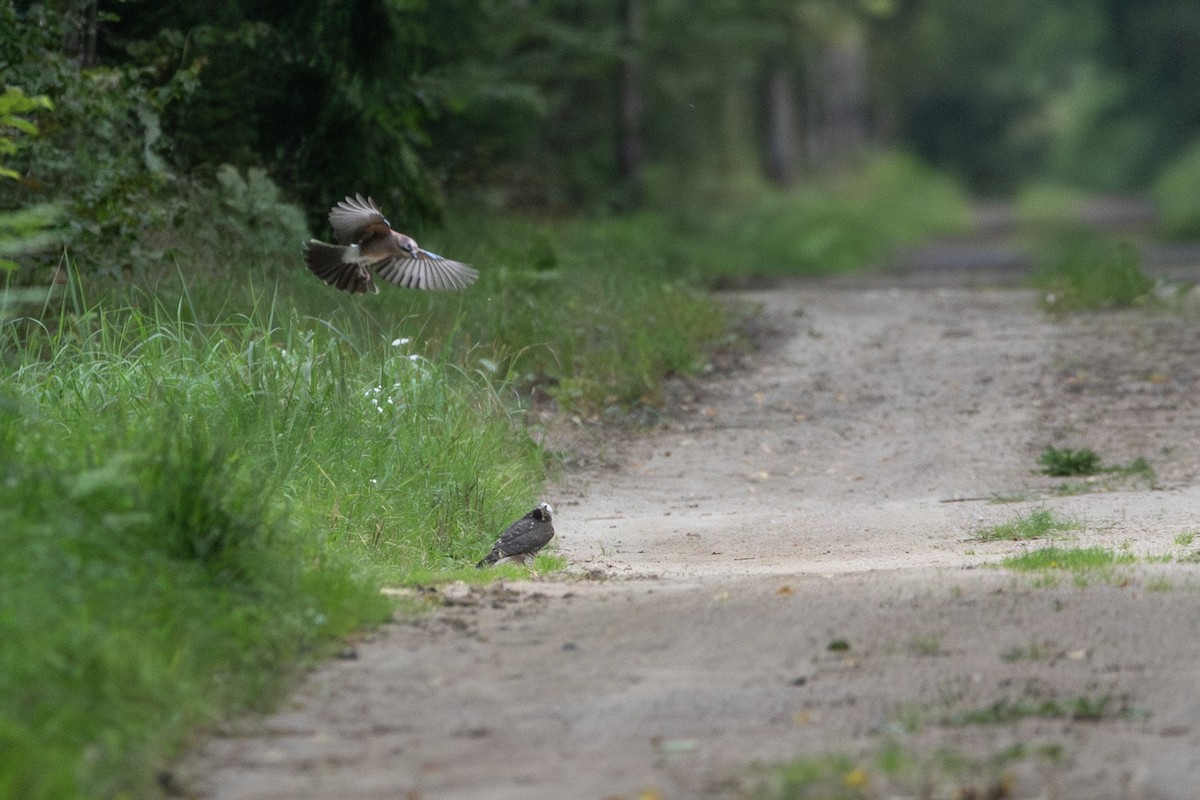 Eurasian Sparrowhawk - ML645363216