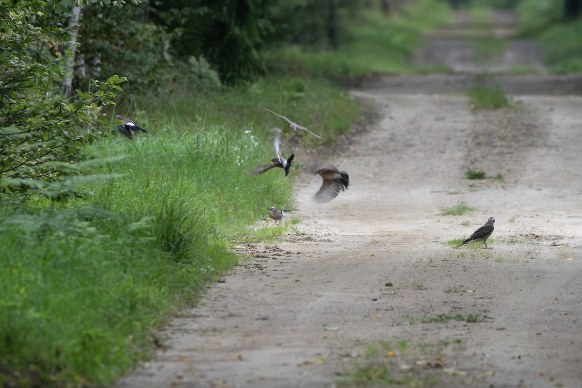 Eurasian Sparrowhawk - ML645363217