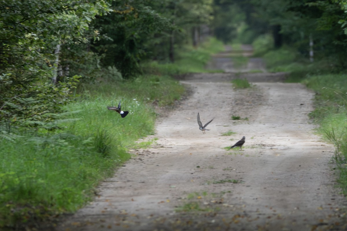 Eurasian Sparrowhawk - ML645363218