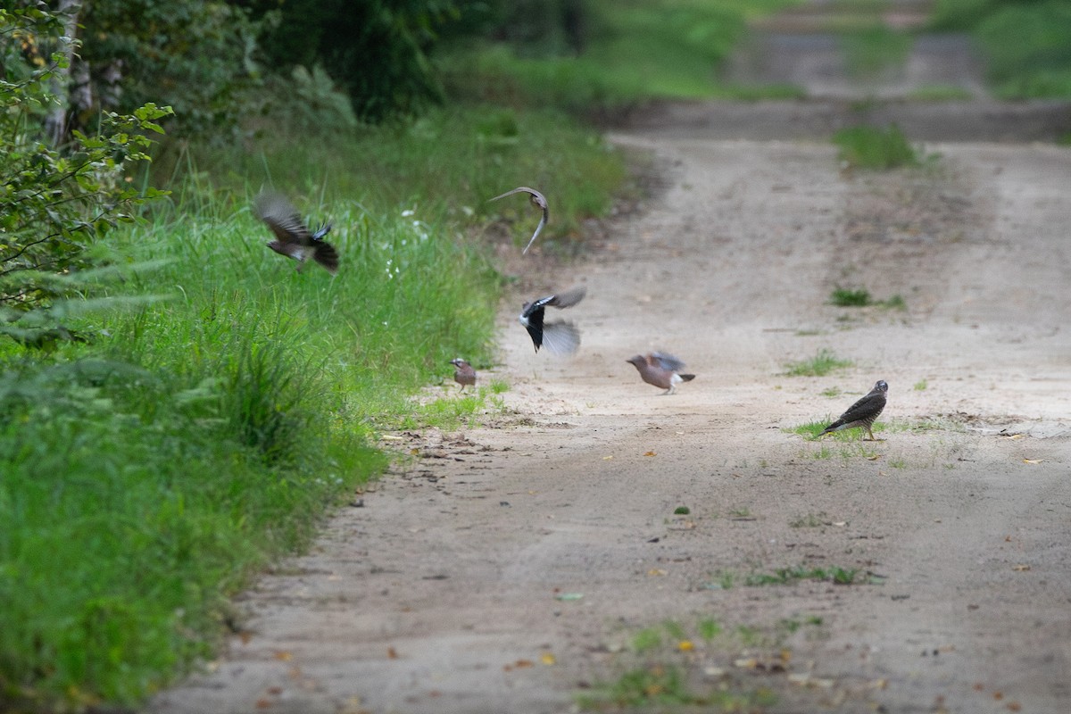 Eurasian Sparrowhawk - ML645363219